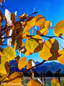 Golden aspen leaves in northern New Mexico