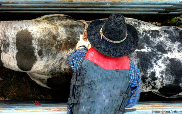 Bullrider at the Taos Rodeo, Taos, New Mexico. Copyright NIna Anthony 2014